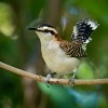 Strizlik rezavosijny - Campylorhynchus rufinucha - Rufous-naped Wren o6372